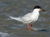 Forster's Tern (Sterna forsteri) RWD1.jpg