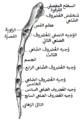 الحد الجانبي من عظم القص