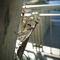 Statilia maculata, Ko-kamakiri