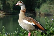 **أوزة مصرية** (Alopochen aegyptiacus)