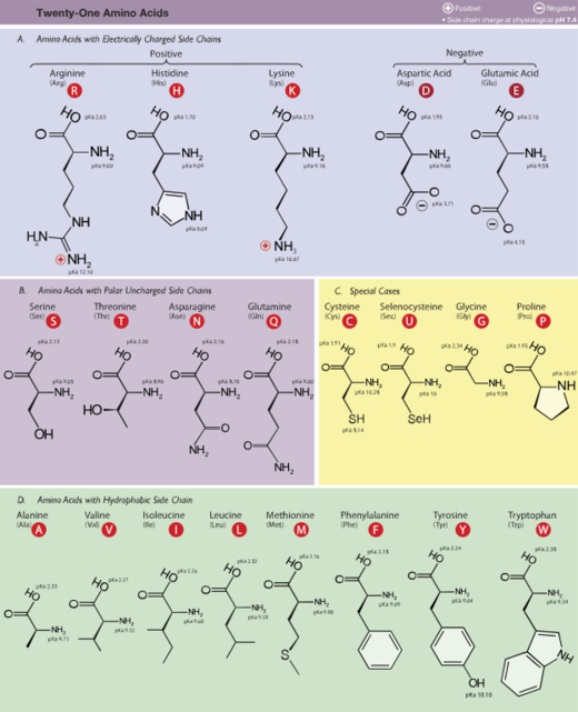 Amino Acids.svg