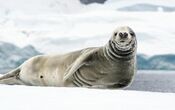 Antarctica 2013 Journey to the Crystal Desert (8369556693).jpg
