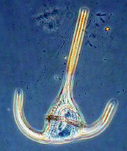 Tripos muelleri is recognisable by its U-shaped horns