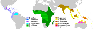 Crocodylus Distribution.png