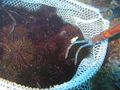 Mediterranean sea urchin fishing في سردينيا