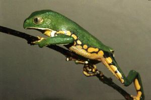 Frog climbing