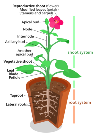 A diagram representing a "typical" eudicot.