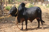Kenkatha 02.JPG