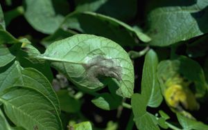 Late blight on potato leaf 2.jpg