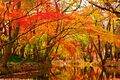 Maple leaves changing colour by a creek.