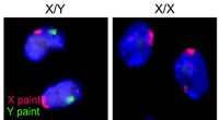 Mice X Y chromosomes.jpg