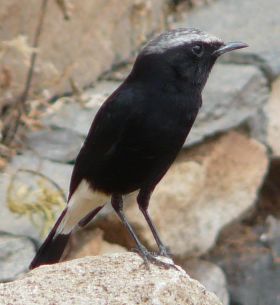 صورة معبرة عن الموضوع أبلق حزين