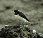 Pied Wheatear - Tanzania 2008-02-29 0225 (19406836875).jpg