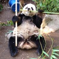 Gao Gao Panda.jpg
