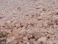Three countershaded and cryptically coloured Ibex almost invisible in the Israeli desert