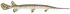 Longnose gar flipped.jpg