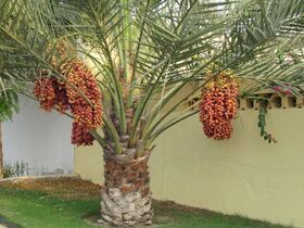 The date palm, used by the Ancient Egyptians both as a food and for making wine. The Egyptians learned to pollinate the trees by hand.