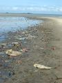 Polluted beach at Mtoni