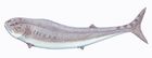 Orodus sp1DB.jpg