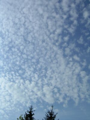 Cirrocumulus floccus