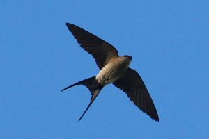 Hirundo daurica.jpg