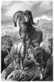 Argali de Marco Polo