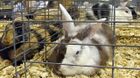 Harlequin Rabbits.jpg