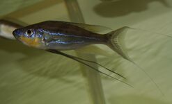 Benthochromini (E): Benthochromis horii was scientifically described in 2008, but has often been misidentifed as B. tricoti[44]