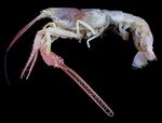 سرطان البحر الأعمى blind lobster.