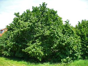 Corylus avellana 0001.JPG
