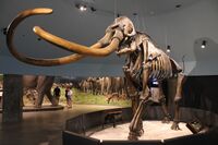 Columbian mammoth