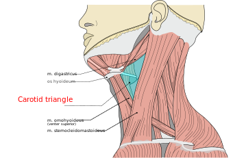 Musculi coli base, my edits for tringles, Carotid T.svg