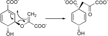 Prephenate biosynthesis.png