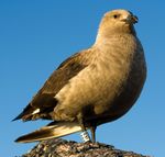 Skua antarctique - South Polar Skua.jpg