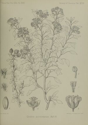 Transactionsofro311888roy 0903.jpg