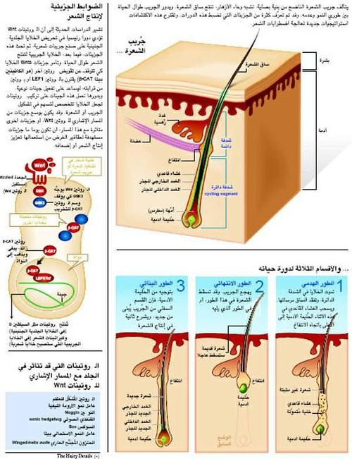 تفاصيل.jpg