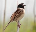 A Japanese reed bunting (cropped).jpg
