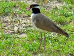 Black-headed Lapwing (Vanellus tectus) (6937099166).jpg