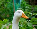 A Domesticated duck