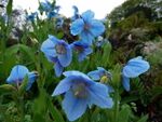 Himalayan Blue Poppy (Meconopsis grandis) - Jura House Gardens - geograph.org.uk - 1327483.jpg