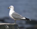 Larus canus Common Gull in Norway.jpg