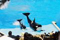 Orca 01.jpg