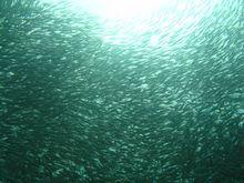 Sardines - 鰯(いわし).jpg