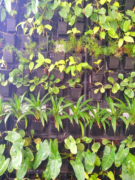 ملف:Wall planting in Salem.jpg