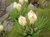 Brahma kamal.jpg