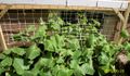 Cucumber plants late June in New Jersey.