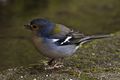 Fringilla coelebs maderensis LC0285.jpg