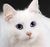 WhiteCat.jpg