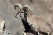 20170227 0510 HemisNP Bharal.jpg