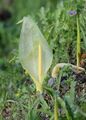 A. italicum